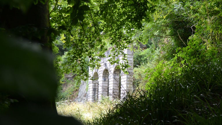 The amphitheatre at Saltram seen through the foliage in the summer months